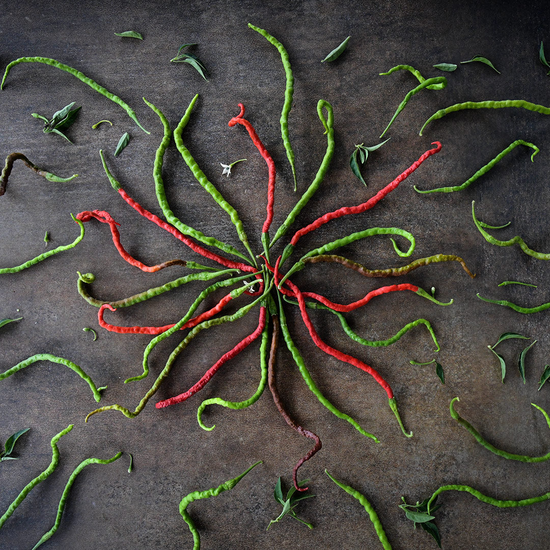 Kaddi Mirchi Peppers arranged in a circle on a dark background.