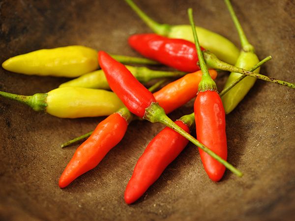 Hot Pepper Seeds, Tabasco