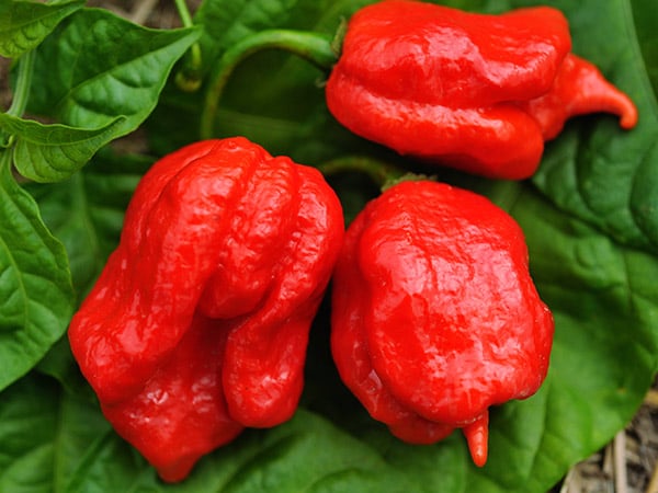 Hot Pepper Seeds, Trinidad Scorpion