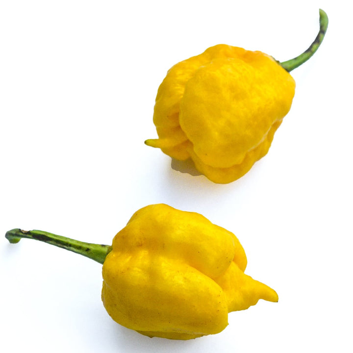 A close-up of a duo of Yellow Seven Pot Hot peppers on a white background.