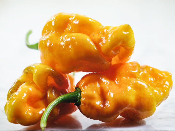 Hot Pepper Seeds, Yellow Trinidad Scorpion
