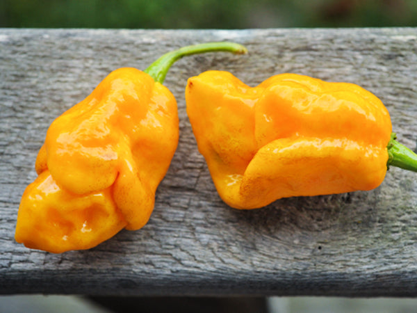 Hot Pepper Seeds, Yellow Trinidad Scorpion