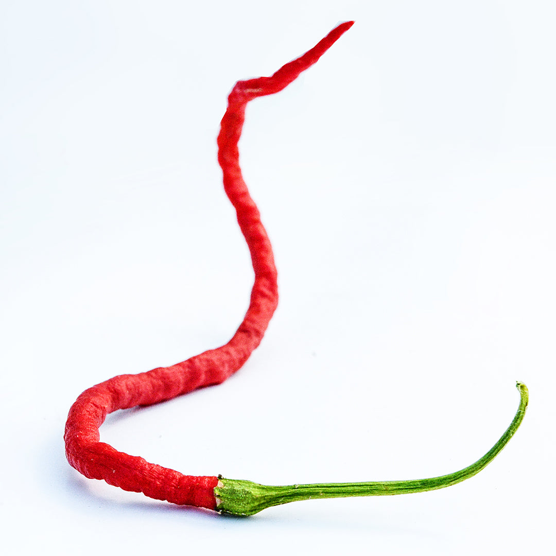 A single red Kaddi Mirchi Pepper on a bright white background.