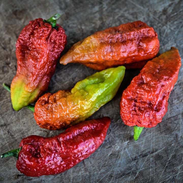 Five Leviathan Gnarly Scorpion Caramel Hot peppers at different stages of maturity on a wooden background.