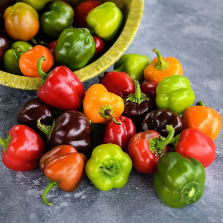 Bowl of Mini Bell Pepper Mix spilling out on grey background