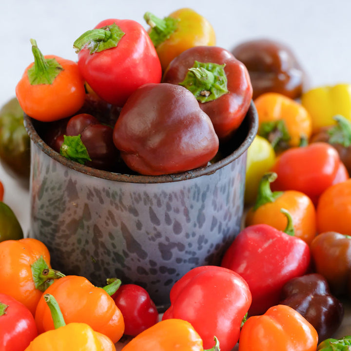 A cup full of Mini Bell Peppers in a sea of mini bell peppers of all colors all around.