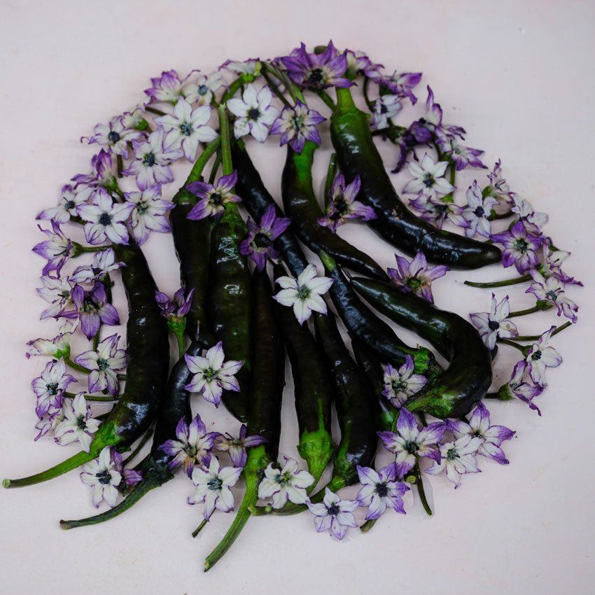 Murasaki flowers surround several Murasaki Purple Sweet Peppers on a white background.