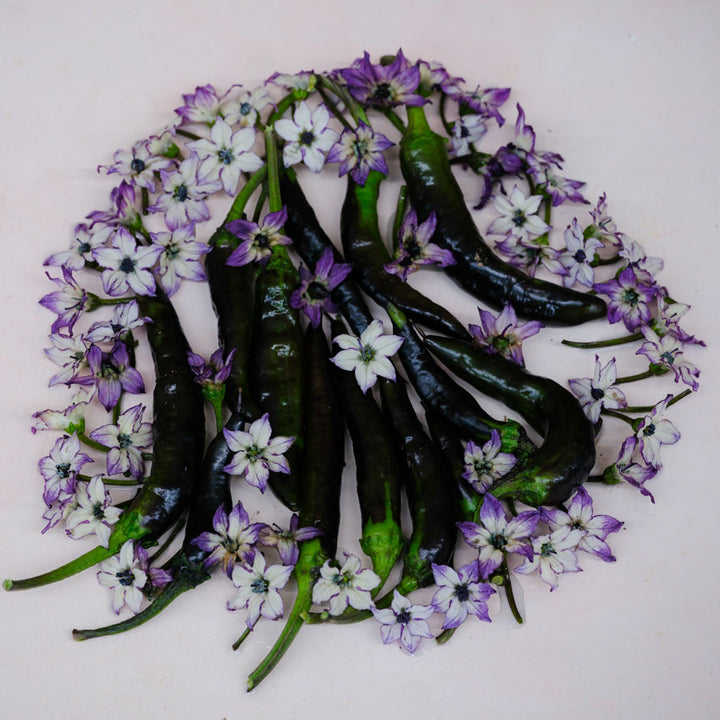 Murasaki flowers surround several Murasaki Purple Sweet Peppers on a white background.