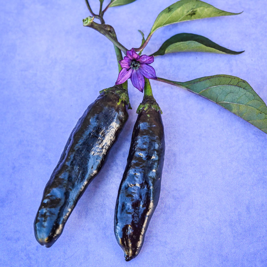 Two Murasaki Purple Sweet Peppers on a blue background.