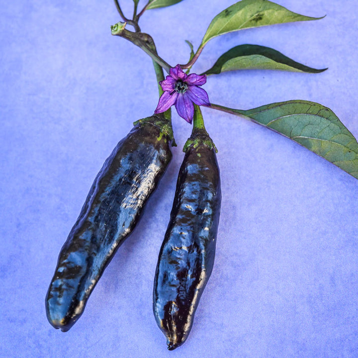 Two Murasaki Purple Sweet Peppers on a blue background.