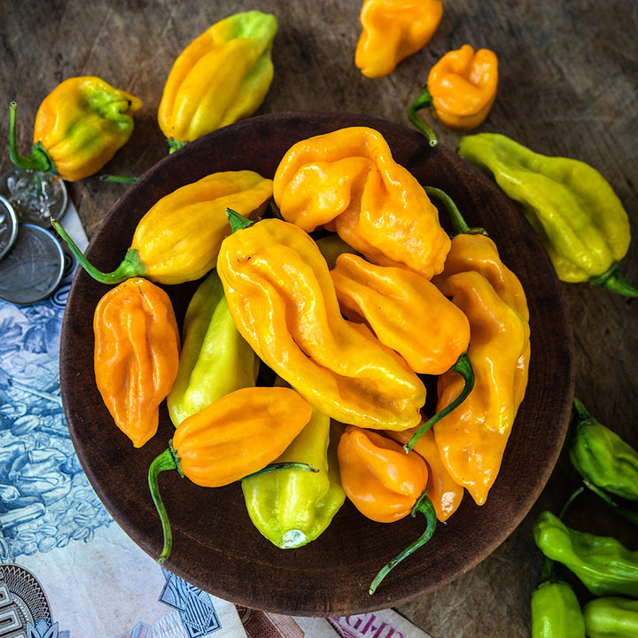 Ojeenmma Hot peppers in a bowl with coins and money from Ghana on a wooden background.
