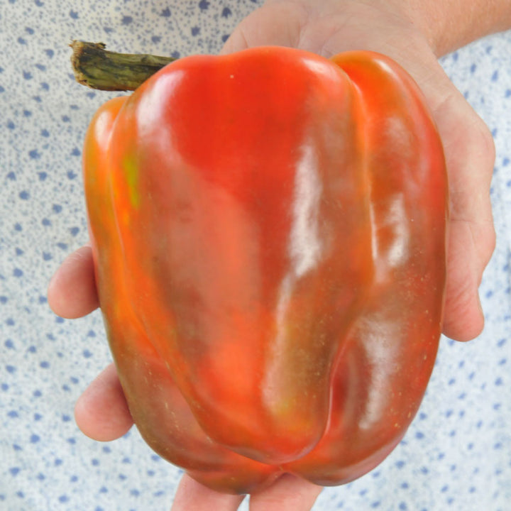 One Red Ozark Giant Pepper held in the hand of a farmer.