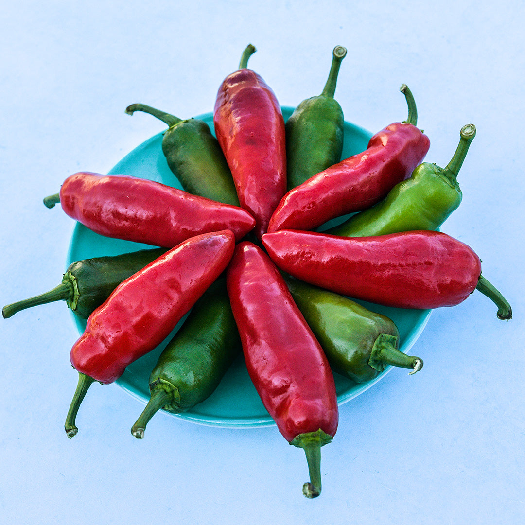 Red and Green Palmetto Punch Peppers on a blue plate on a white background.