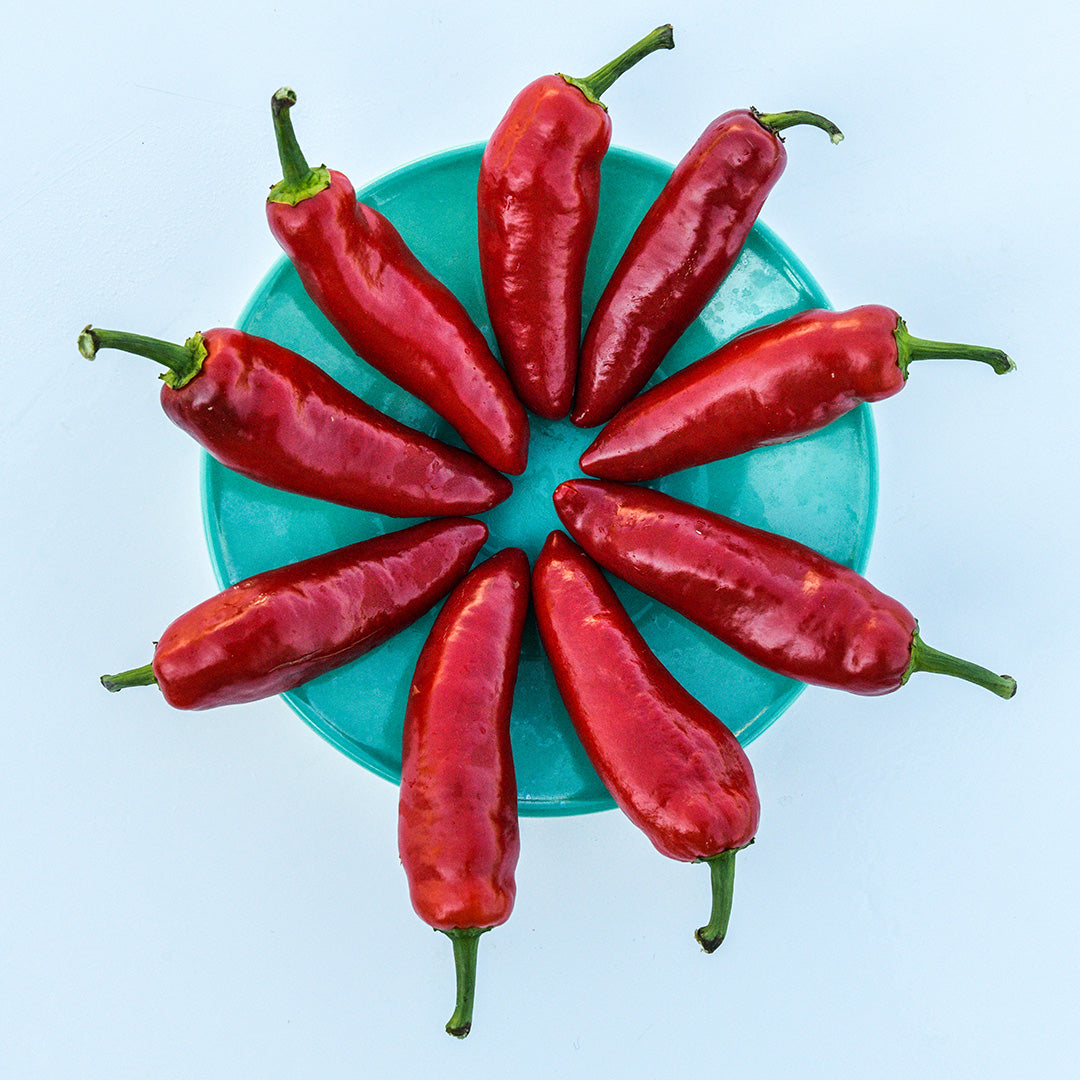 Red Palmetto Punch Peppers arranged in a circle on a blue plate on a white background.
