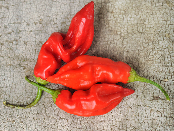Hot Pepper Seeds, Sugar Rush Red