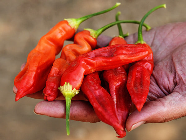 Hot Pepper Seeds, Sugar Rush Red