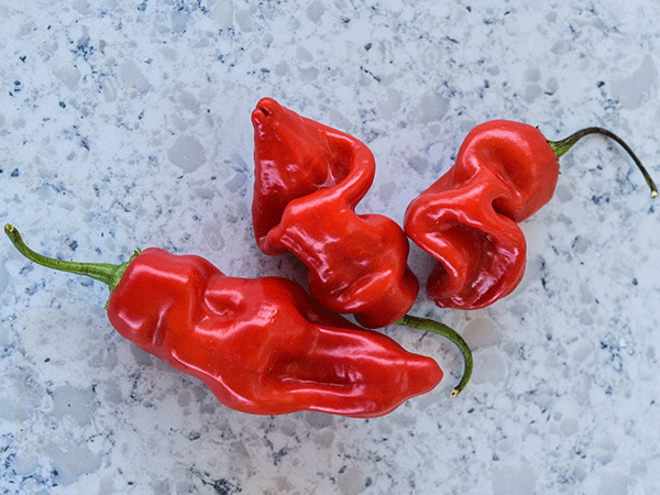 Red Sugar Rush Peppers