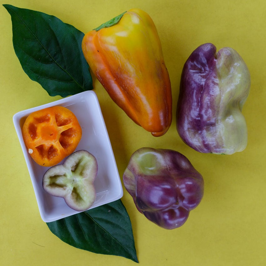 Three Blot Sweet Peppers with orange to brown shades and one with purple to light green shades.