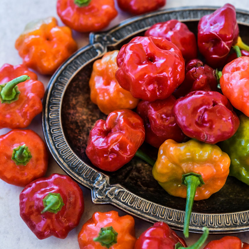 Bonnet Sweet Pepper in a decorative metal bowl.