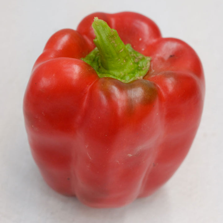 A single red Bull Nose Pepper on a white background.