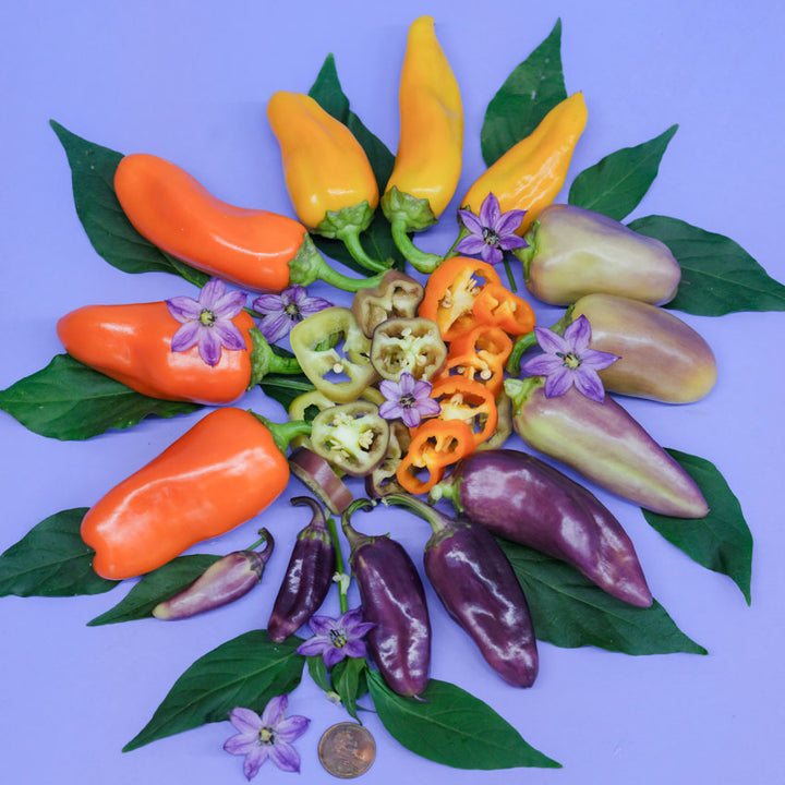 Sliced Pippins Golden Honey Sweet Peppers surrounded by whole peppers, leaves, and flowers on a light blue background.