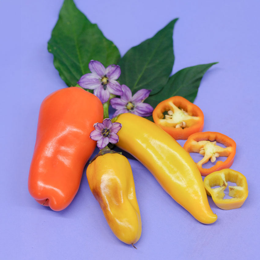 Three Pippins Golden Honey Sweet Peppers, two yellow and one orange, next to sliced pepper rings, leaves, and flowers.