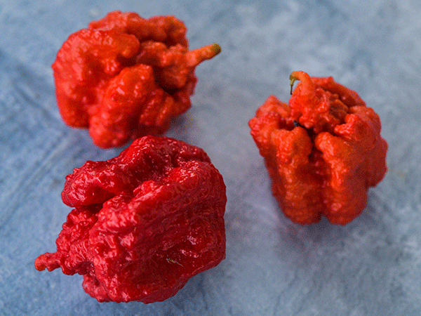 Close-up of three Trinidad Scorpion Peppers.