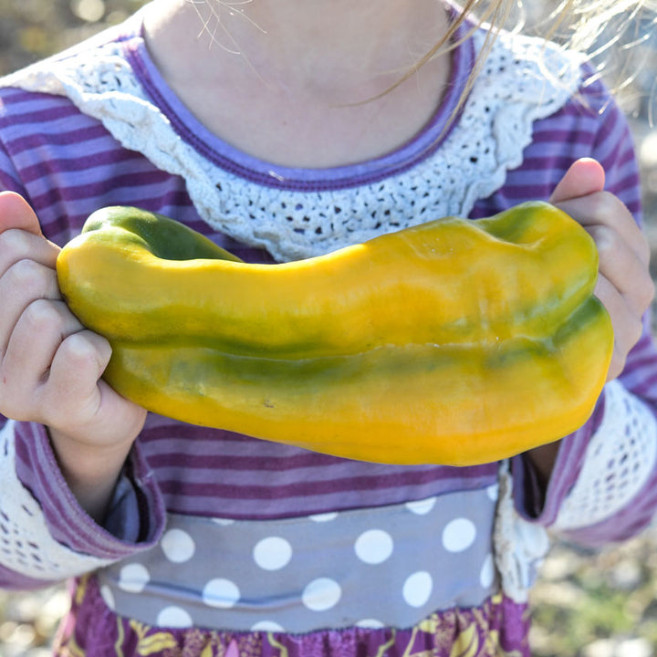 One large Yellow Monster Pepper held by a little girl.