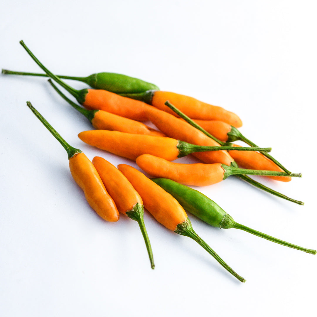 Yellow Piquin peppers at different stages of maturity arranged on a white background.