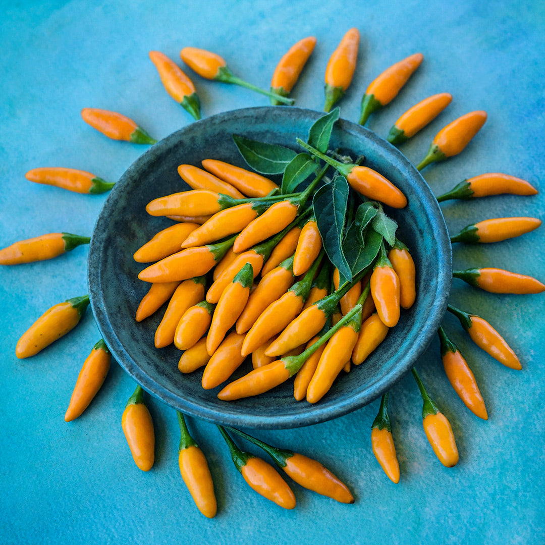 Yellow Piquin Peppers arranged on small blue ceramic dish on a blue background.