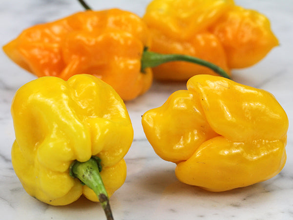 Hot Pepper Seeds, Yellow Trinidad Scorpion