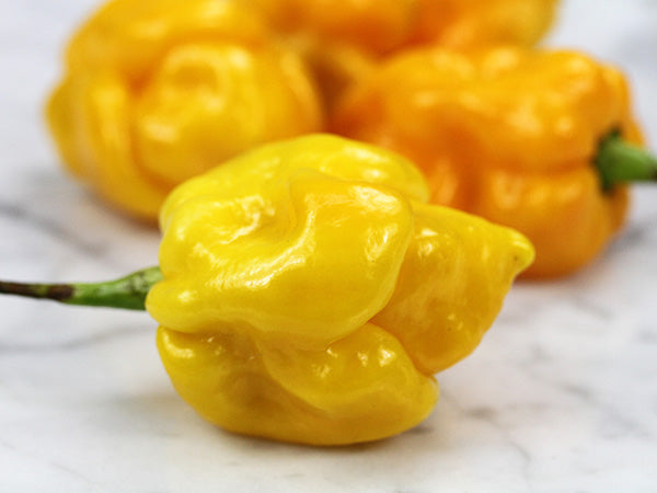 Hot Pepper Seeds, Yellow Trinidad Scorpion