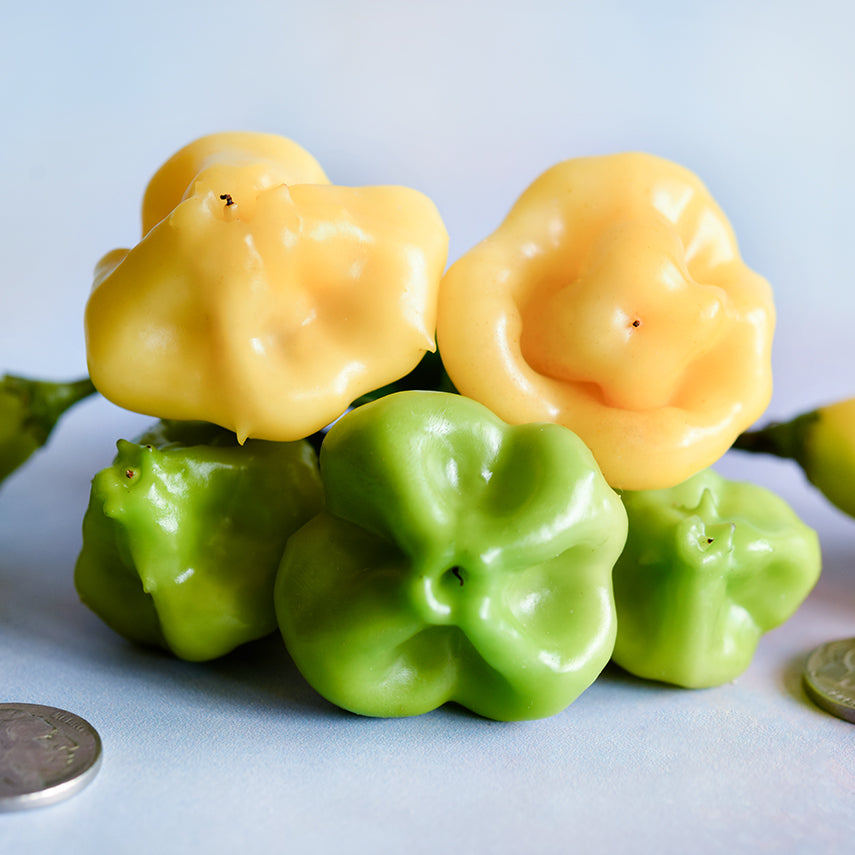Five red and pale yellow Aji Fantasy Hot Peppers with buffalo head nickels to show size.