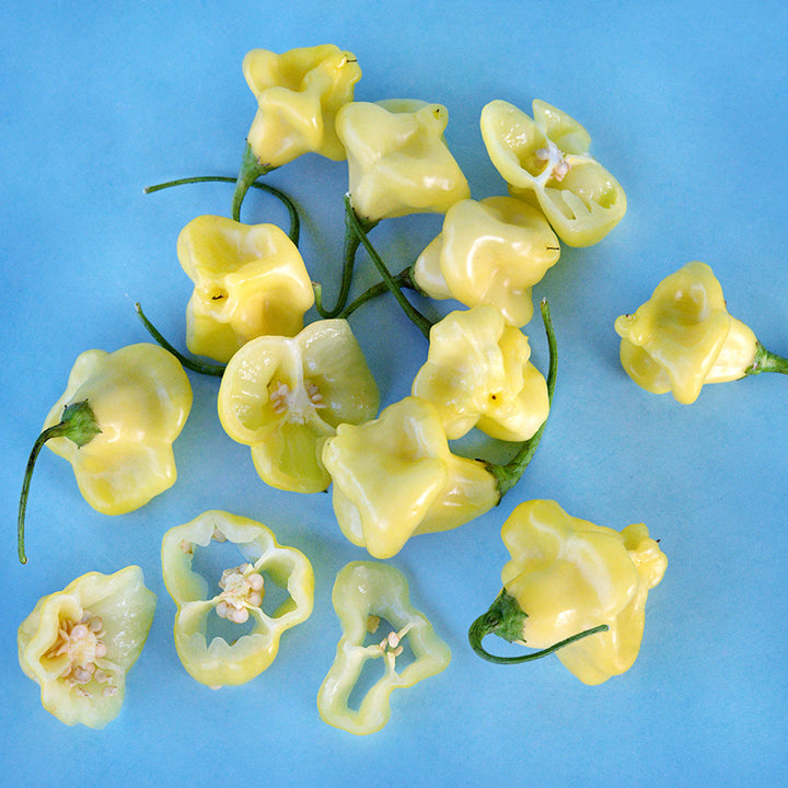 Cut and whole Aji Fantasy Hot Peppers arranged on blue background.
