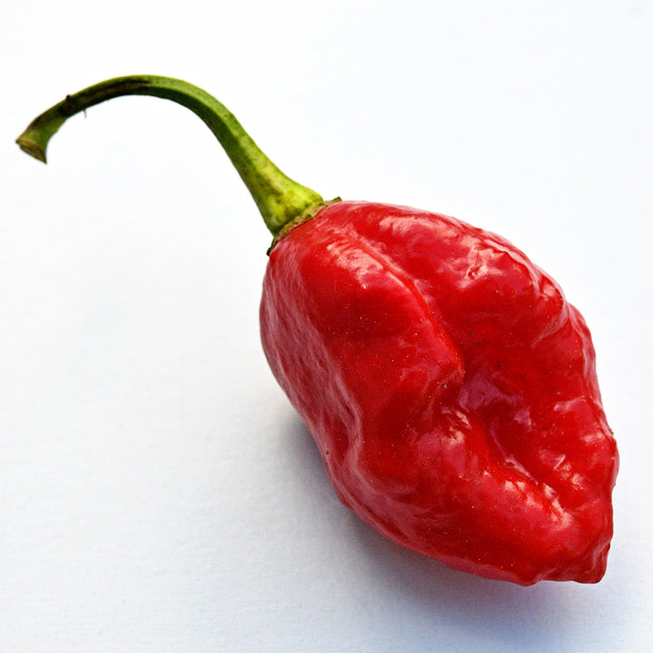 A single Moruga Sweet Pepper on a white background.