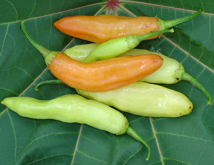 Aji Cristal Peppers on large leaf.