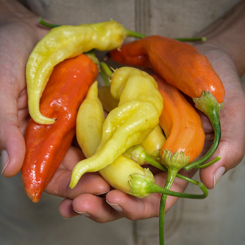 Aji Cristal Peppers in varying colors in gardeners hand.