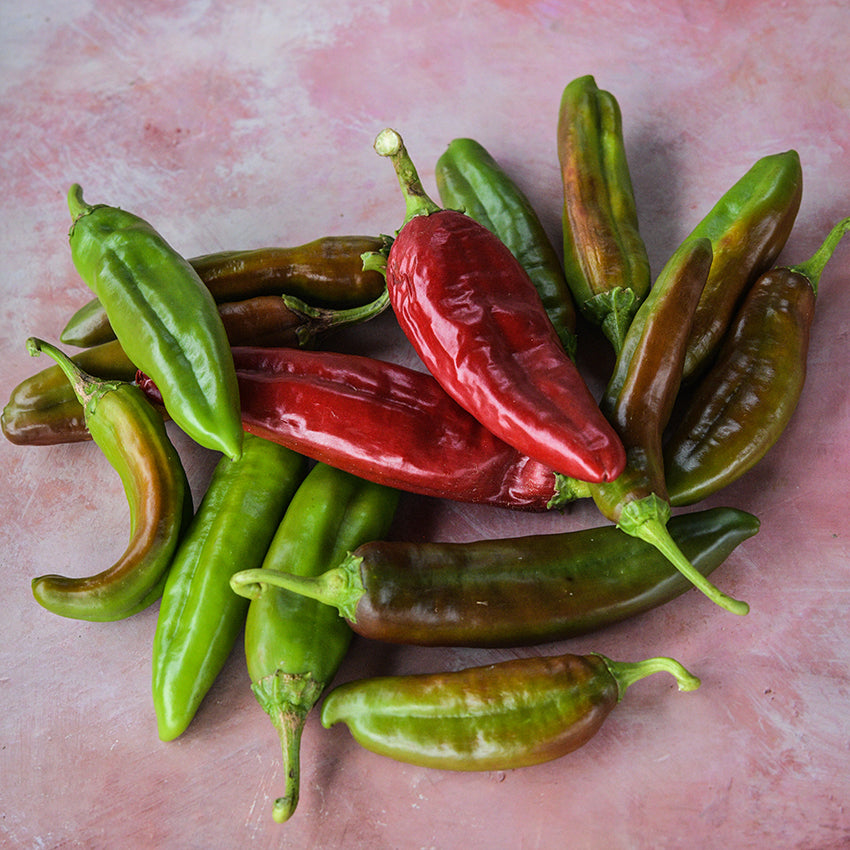Anaheim Peppers at varying maturity states.
