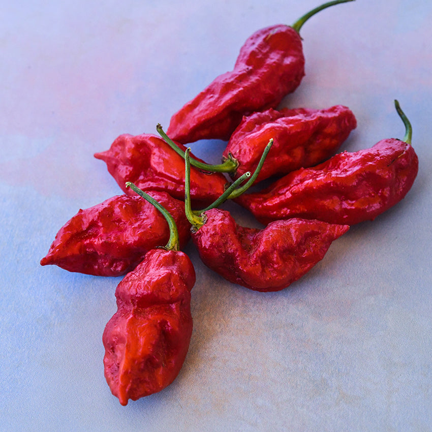 Bhut Jolokia Red on light pinky/purple background.
