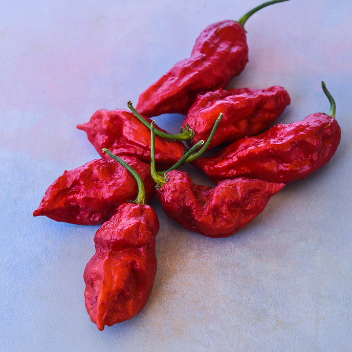 Bhut Jolokia Red on light pinky/purple background.