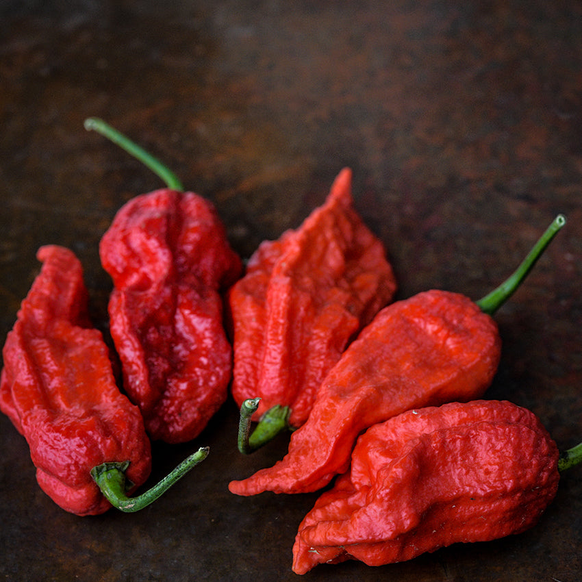 Five Bhut Jolokia Red on brown background.