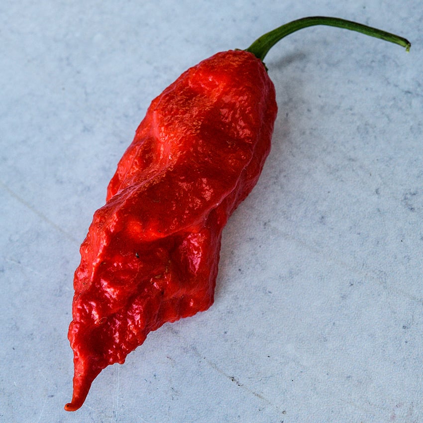 Bhut Jolokia Red on blue/grey background.