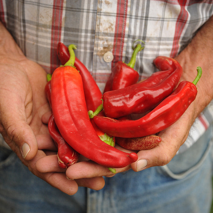 Handful of red Big Jim Peppers