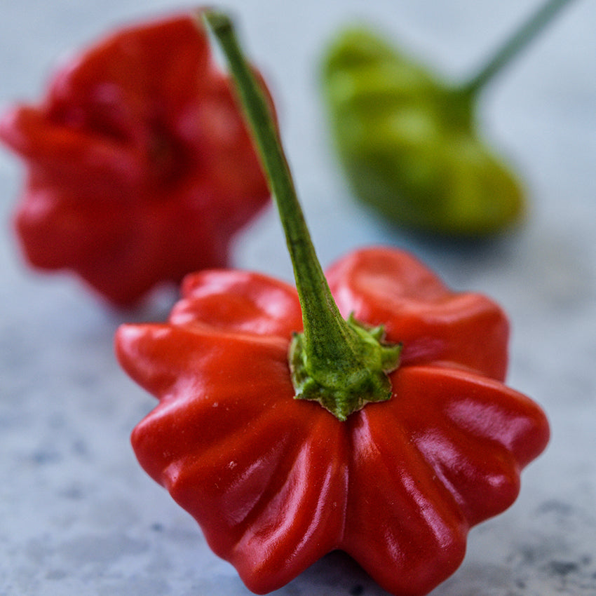 Close-up Brazilian Starfish Pepper