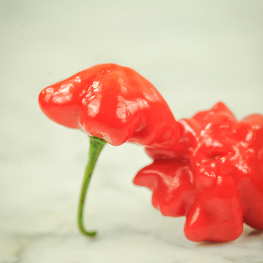 Hot Pepper Seeds, Brazilian Starfish