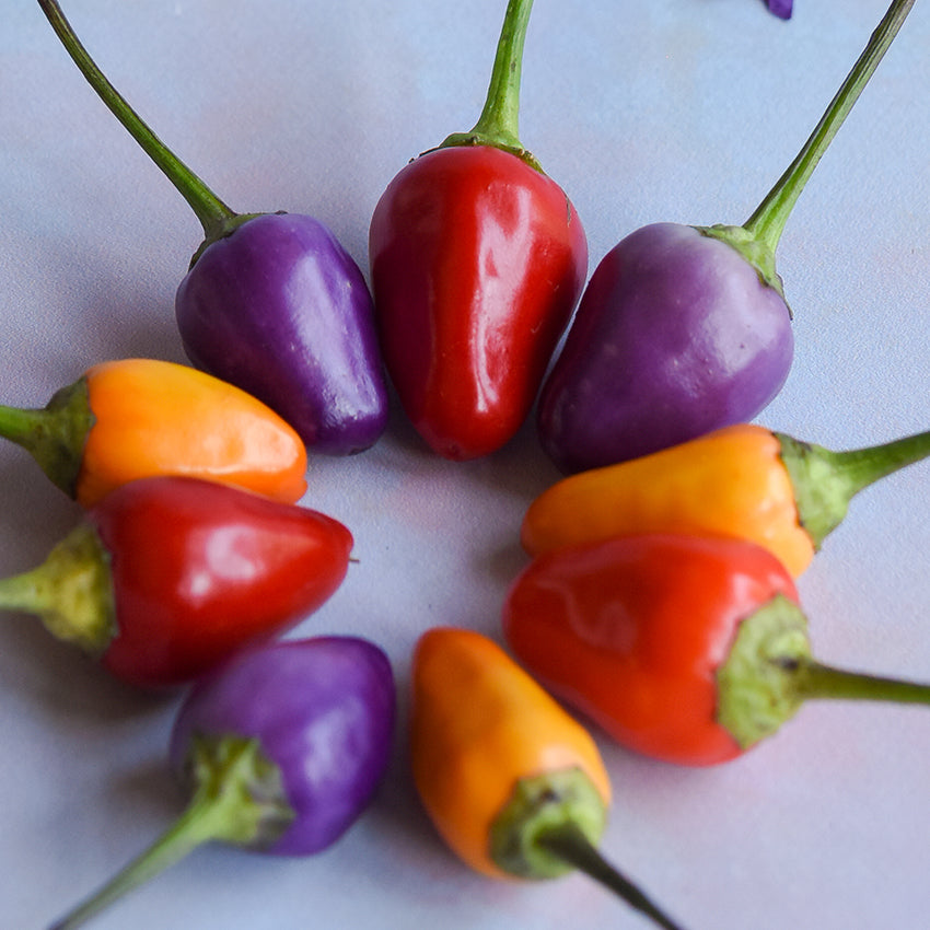 Chinese Five Color Pepper ring on light background.