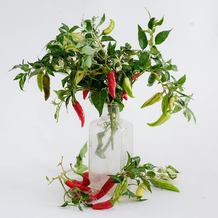 Fish Pepper arrangement in clear vase on white background.