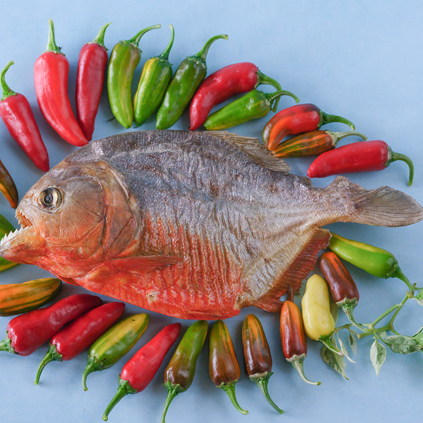 Fish Pepper with piranha on light blue background.