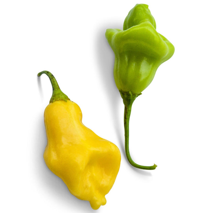 Pair of Aji Fantasy Hot Peppers on a white background.