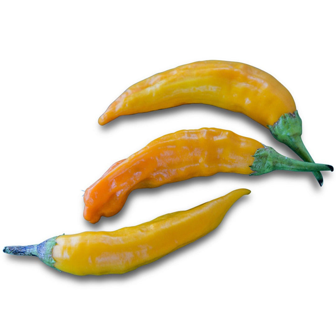 Trio of Aji Habanero Hot Peppers on a white background.